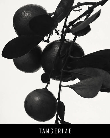 Fenty Eau De Parfum Travel Set + Refills